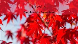  Presentation with multicolored autumn leaves orange yellow red - Presentation theme featuring colorful-yellow-leaves-in-autumn background and a red colored foreground