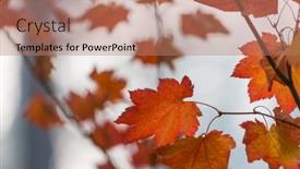  Presentation with autumn leaves - Presentation featuring colorful-yellow-leaves-in-autumn background and a coral colored foreground