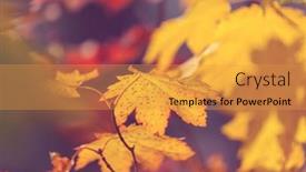  Presentation with autumn leaves - Presentation theme having colorful-yellow-leaves-in-autumn background and a gold colored foreground