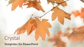  Presentation with autumn leaves - Slide set having colorful-yellow-leaves-in-autumn background and a coral colored foreground