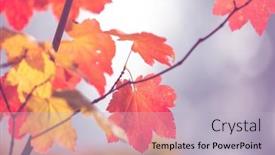  Presentation with autumn leaves - Presentation theme with colorful-yellow-leaves-in-autumn background and a light gray colored foreground