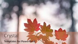  Presentation with autumn leaves - Slides enhanced with colorful-yellow-leaves-in-autumn background and a coral colored foreground