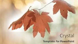  Presentation with autumn leaves - Presentation design having colorful-yellow-leaves-in-autumn background and a coral colored foreground