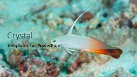  Presentation with fire - Theme featuring colorful-yet-shy-fire-goby background and a seafoam green colored foreground