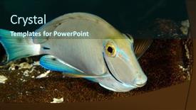  Presentation with crabs - PPT layouts with colorful-yet-shy-surgeonfish-swims background and a forest green colored foreground