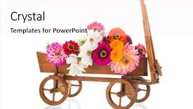  Presentation with dahlia - PPT layouts featuring colorful zinnias and dahlia background and a white colored foreground