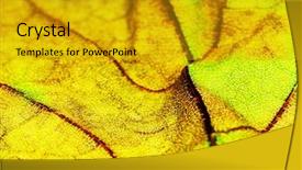  Presentation with autumn - Beautiful presentation featuring colorfull leafe - autumn colors macro backdrop and a  colored foreground