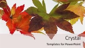  Presentation with fall leaves border autumn - Cool new presentation design with colorfull leafe - colorful autumn leaves backdrop and a soft green colored foreground