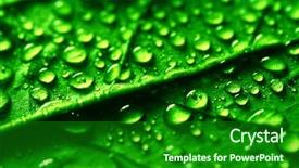  Presentation with green ivy plant hedera helix - Presentation theme enhanced with colorfull leafe - green plant leaf background and a  colored foreground