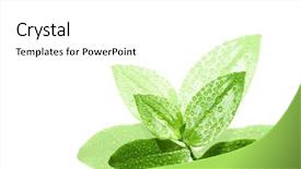  Presentation with green leaves - Colorful presentation theme enhanced with colorfull leafe - isolated green leaves with waterdrops backdrop and a  colored foreground