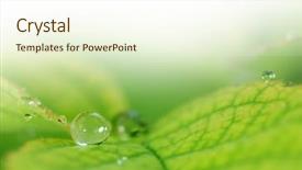  Presentation with water droplet - PPT layouts featuring colorfull leafe - macro of water droplet background and a cream colored foreground