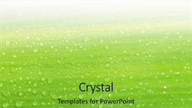  Presentation with water droplets - Cool new slides with colorfull leafe - macro of water droplets backdrop and a seafoam green colored foreground