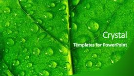  Presentation with green leaf - Theme enhanced with colorfull leafe - waterdrops on green plant leaf background and a  colored foreground