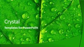  Presentation with green ivy plant hedera helix - Theme with colorfull leafe - waterdrops on green plant background and a  colored foreground