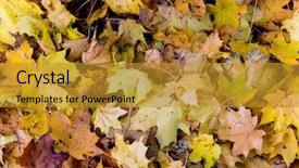  Presentation with autumn leaves - Presentation theme enhanced with colorfull leafe - yellow autumn leaves have fallen background and a  colored foreground