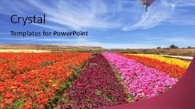  Presentation with broad - PPT theme featuring colors - red claret and pink background and a light blue colored foreground