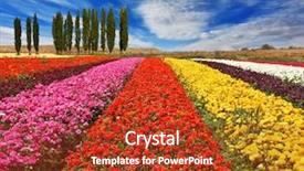  Presentation with bright yellow - Presentation featuring colors - red yellow and pink background and a  colored foreground