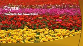  Presentation with broad - Amazing PPT theme having colors - red yellow and pink backdrop and a  colored foreground