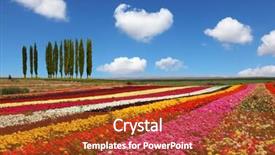  Presentation with broad - PPT layouts having colors - red yellow and pink background and a  colored foreground