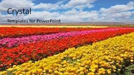  Presentation with bright yellow - Presentation theme with colors - red yellow and pink background and a light blue colored foreground