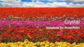  Presentation with broad - Beautiful theme featuring colors - red yellow and pink backdrop and a  colored foreground