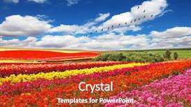  Presentation with broad - Beautiful presentation featuring colors - red yellow and pink backdrop and a crimson colored foreground