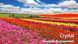  Presentation with bright yellow - PPT layouts consisting of colors - red yellow and pink background and a  colored foreground