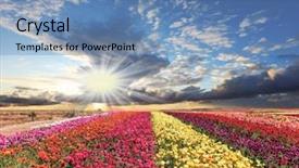  Presentation with broad - Amazing theme having colors - red yellow and pink backdrop and a  colored foreground