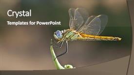  Presentation with dragonfly - Presentation theme with colors dragonfly inn background and a gray colored foreground