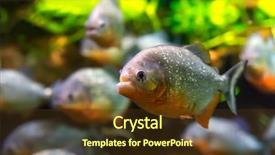  Presentation with fish aquarium - Presentation theme featuring colossoma macropomum in an aquarium background and a  colored foreground