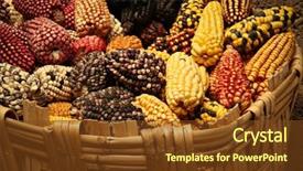  Presentation with corn cob - Cool new PPT layouts with coloured corn cobs in peru backdrop and a tawny brown colored foreground