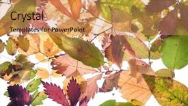  Presentation with fall leaves border autumn - PPT theme having colourful backrounds - backround from fallen autumn leaves background and a yellow colored foreground