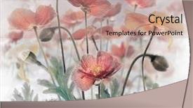  Presentation with poppy - Beautiful presentation design featuring colourful backrounds - field of red poppy flowers backdrop and a  colored foreground