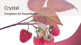  Presentation with leaves - Amazing slide set having colourful backrounds - raspberry with red leaves backdrop and a lemonade colored foreground