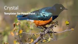  Presentation with green blur floral - Amazing slides having beach accessories in the sand against the sea landscape backdrop and a seafoam green colored foreground
