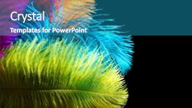  Presentation with brazil carnival - Colorful presentation theme enhanced with colourful brazil - colored feathers on black background backdrop and a teal colored foreground