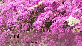  Presentation with bougainvillea - Presentation design with colourful brazil - pink summer flower close up background and a coral colored foreground