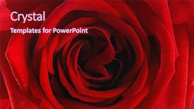  Presentation with rose flower - Audience pleasing presentation theme consisting of colourful bright backrounds - red rose backround - beautiful backdrop and a wine colored foreground