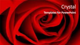  Presentation with bible red rose - Cool new presentation theme with colourful bright backrounds - red rose backround - real backdrop and a black colored foreground