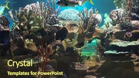  Presentation with coral reef - Slides having colourful coral reef deep underwater background and a tawny brown colored foreground