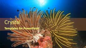  Presentation with coral - 