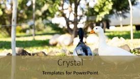  Presentation with animals nature - Slides consisting of colourful-ducks-walking-on-grass background and a coral colored foreground