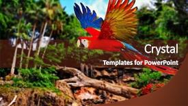  Presentation with parrot - Audience pleasing slides consisting of colourful flying parrot in tropical backdrop and a tawny brown colored foreground
