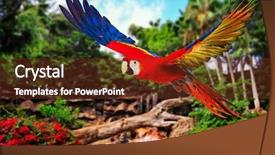  Presentation with parrot - Beautiful PPT theme featuring colourful flying parrot in tropical backdrop and a tawny brown colored foreground