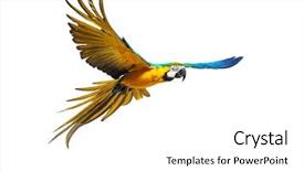  Presentation with parrot - Beautiful presentation theme featuring colourful flying parrot isolated backdrop and a white colored foreground