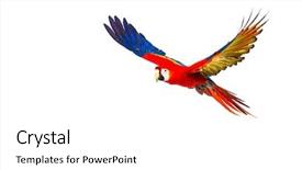  Presentation with parrot - Beautiful PPT theme featuring colourful flying parrot isolated backdrop and a white colored foreground