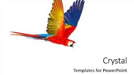  Presentation with parrot - Colorful theme enhanced with colourful flying parrot isolated backdrop and a white colored foreground