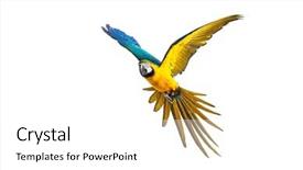  Presentation with parrot - Theme featuring colourful flying parrot isolated background and a white colored foreground