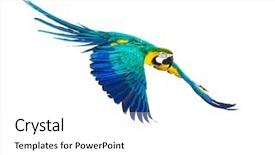  Presentation with parrot - Presentation theme having colourful flying parrot isolated background and a white colored foreground