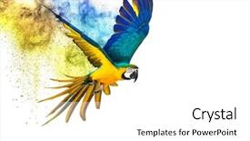  Presentation with parrot - Slides consisting of colourful flying parrot isolated background and a white colored foreground
